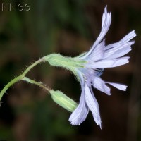 Blue-sow-thistle